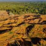 Papuan Indigenous Community Rejects Palm Oil Expansion Despite Multi-Billion Rupiah Promises