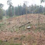 Ambisi Hijau Berujung Pilu Proyek Hutan Tanaman Energi