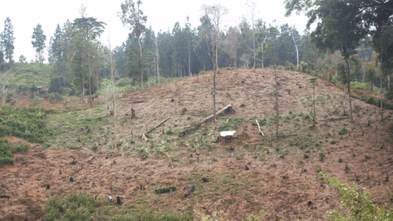 Ambisi Hijau Berujung Pilu Proyek Hutan Tanaman Energi