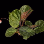 Temuan Begonia Baru yang Langka dan Terancam Punah dari Tanah Gayo