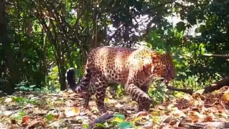 One more Javan leopard has been permanently removed from a population already in a critical state—estimated at only a few hundred individuals left in the wild.