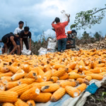 Natumikka Bangkit Setelah Luka Panjang Konflik Agraria