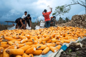 Natumikka Bangkit Setelah Luka Panjang Konflik Agraria