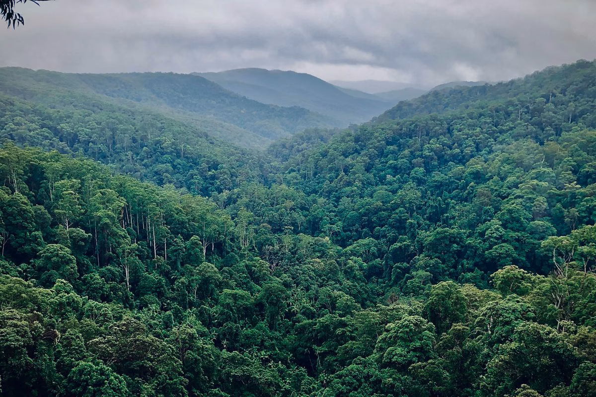Penguatan Riset dan Tata Kelola Menjaga Flora-Fauna tetap Kaya