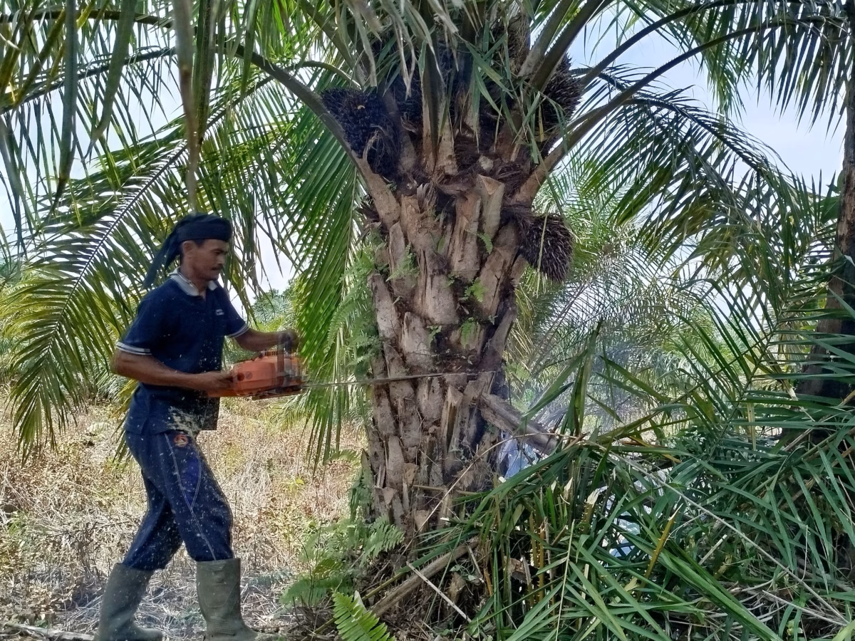 Arifin sedang menebang pohon sawit pakai gergaji mesin, Kamis (28/1/2026)