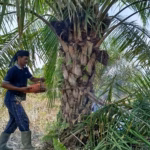 Arifin sedang menebang pohon sawit pakai gergaji mesin, Kamis (28/1/2026)