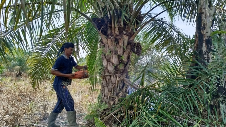 Arifin sedang menebang pohon sawit pakai gergaji mesin, Kamis (28/1/2026)
