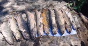 Kajian IPB Terkait Kematian Massal Ikan Dewa di Kuningan