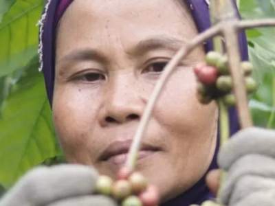 Visi Absolute Coffee melampaui lembaran rupiah. Kopi keberlanjutan adalah ekosistem yang menuntut adanya regenerasi dan edukasi.