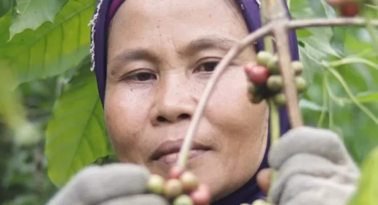 Visi Absolute Coffee melampaui lembaran rupiah. Kopi keberlanjutan adalah ekosistem yang menuntut adanya regenerasi dan edukasi.