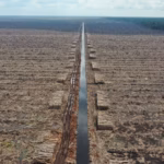 The Criminalization of Indigenous Defenders in Borneo