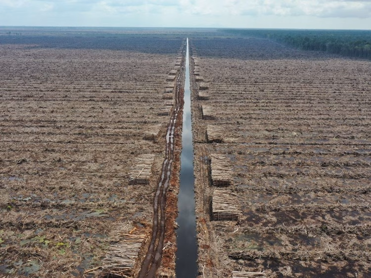 Legal intimidation and criminalization of community leaders defending their ancestral forests in West Kalimantan.
