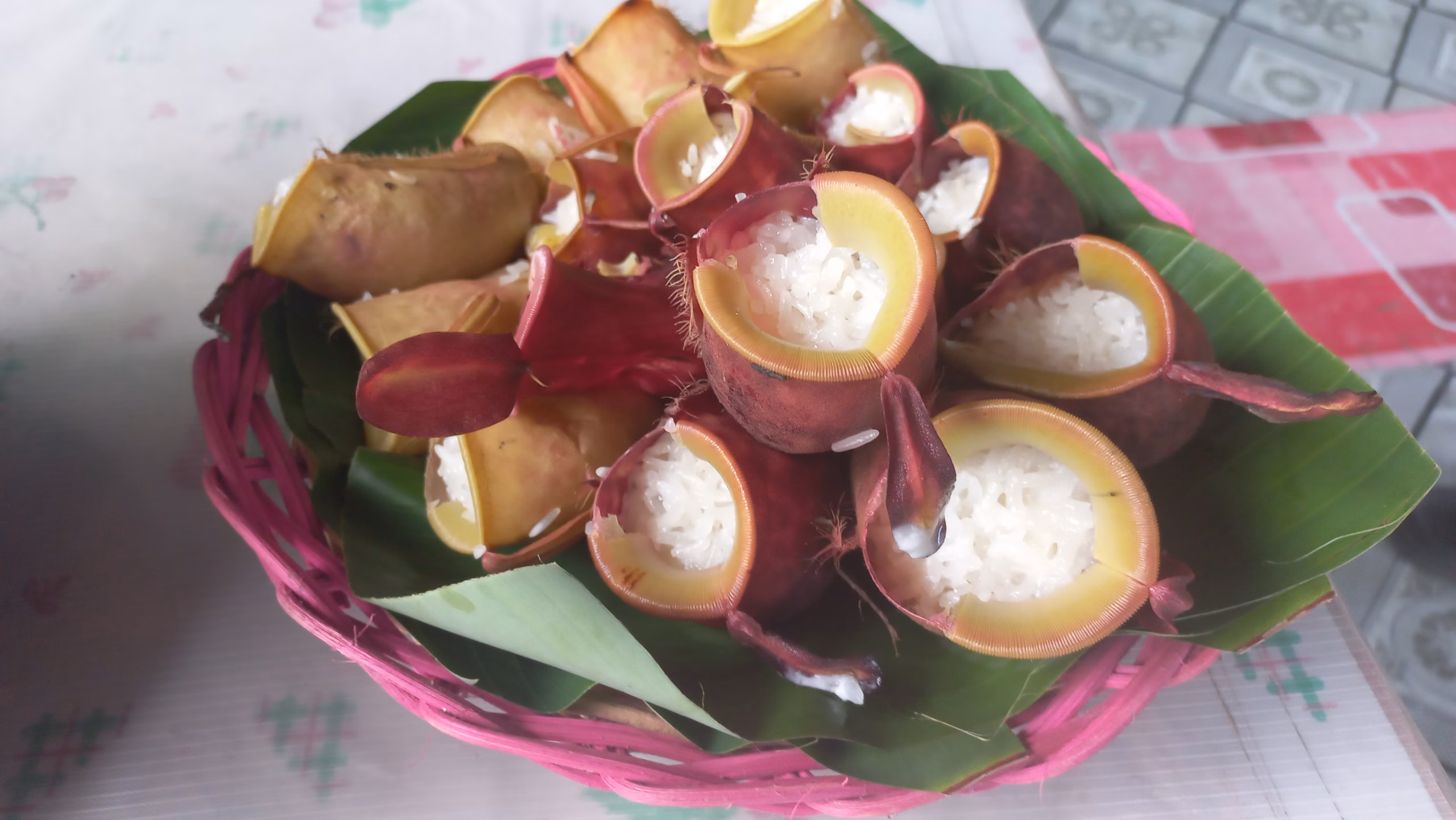 Nepenthes ampuralia atau Kantong Semar tumbuh di hutan Lempur, Kabupaten Kerinci, Jambi. Tumbuhan karnivora ini sampai sekarang masih dijadikan pembungkus makanan tradisonal lemang Kantong Semar. (Ekuatorial/Gresi Plasmanto)