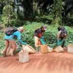 The Impact of Industrial Mining and Palm Oil on Borneo’s Rainforest Communities