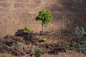 Ambisi B50 Bisa Menarik Ikat Pinggang Rakyat yang Sudah Ketat