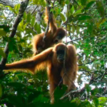 BKSDA Aceh Selamatkan Orangutan yang Terjebak di Kebun Sawit