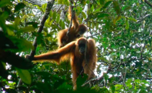 BKSDA Aceh Selamatkan Orangutan yang Terjebak di Kebun Sawit