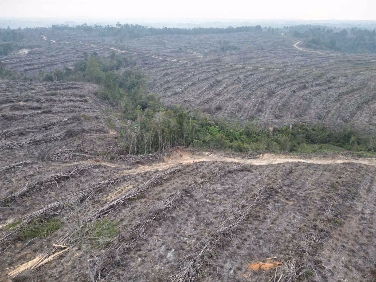Menolak Peninjauan Izin PT TPL yang Telah Menghilangkan Nyawa dan Hutan