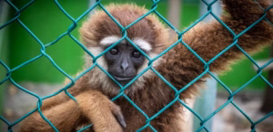 Pakar IPB: Perdagangan Ilegal Satwa Liar Memicu Risiko Pandemi Baru