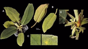 Peneliti Temukan Tiga Spesies Baru Homalomena via Media Sosial