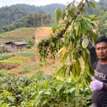 Pertahankan Tanah dari Tambang, Tiga Petani Routa Konawe Ditahan