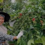 kelompok perempuan petani kopi di Bengkulu memilih pulang ke cara-cara lama yang lebih ramah alam demi menjamin kedaulatan pangan dan kelestarian ekosistem.