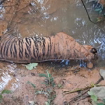 Kabar kematian harimau Sumatera dan gajah Sumatera di bentang alam Mukomuko, jadi alarm keras akan ancaman bagi satwa endemik Indonesia.