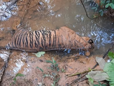 Kabar kematian harimau Sumatera dan gajah Sumatera di bentang alam Mukomuko, jadi alarm keras akan ancaman bagi satwa endemik Indonesia.