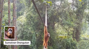 Genetik Satwa Indonesia Terkikis oleh Garis Putus di Jantung Rimba