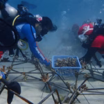 Dengan misi "Rediscover Buru: Moving Forward - Coral Restoration and Beyond", ekspedisi selam di Pulau Buru dihelat.