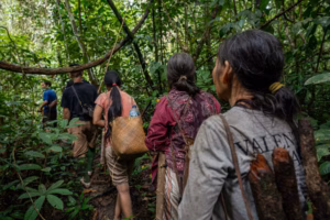 Sekelompok kecil suku Punan Batu melakukan perjalanan melalui hutan untuk mencari makanan (Gambar: Muhibar Sobary Ardan / Dialogue Earth)