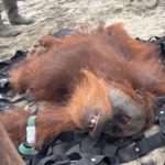 orangutan Sumatera Nagan Raya Aceh.avif