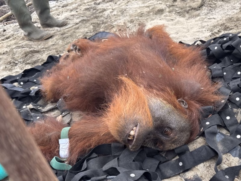 orangutan Sumatera Nagan Raya Aceh.avif