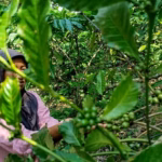 Suyati (70) sedang mengamati kopi yang ditanamnya sekitar dua tahun lalu, berada di kebun agroforestry miliknya di Kabupaten Tebo. Lewat program restorasi berbasis masyarakat yang diinisiasi WWF Indonesia tahun ini, kopi dan tanaman buah serta tanaman kehutanan di kebun petani semakin banyak dan beragam.