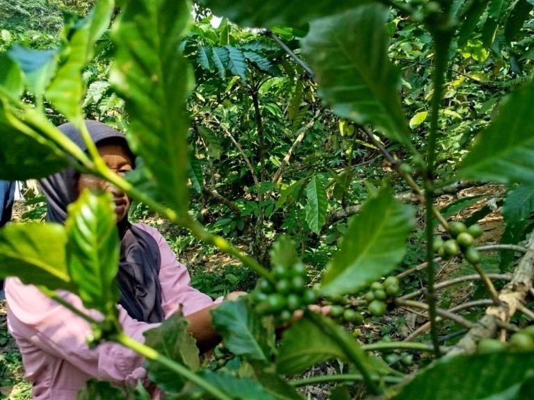 Suyati (70) sedang mengamati kopi yang ditanamnya sekitar dua tahun lalu, berada di kebun agroforestry miliknya di Kabupaten Tebo. Lewat program restorasi berbasis masyarakat yang diinisiasi WWF Indonesia tahun ini, kopi dan tanaman buah serta tanaman kehutanan di kebun petani semakin banyak dan beragam.
