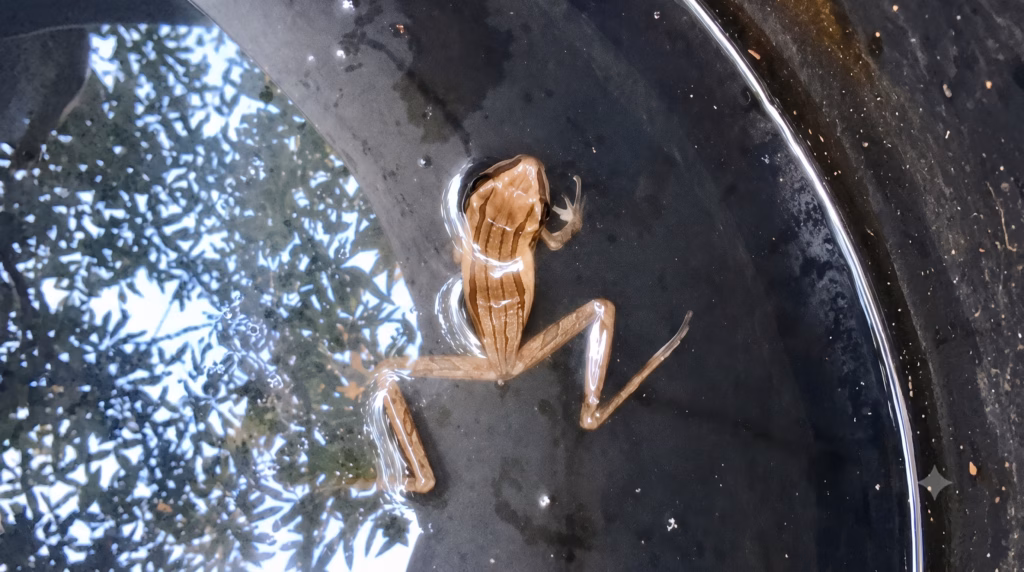 Katak Pohon Bergaris yang Bertahan di Pantura Kendal
