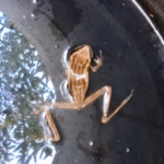 Katak Pohon Bergaris yang Bertahan di Pantura Kendal