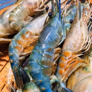 Krisis Oksigen di Perairan Kalimantan di Balik Viralnya Udang Naik ke Daratan