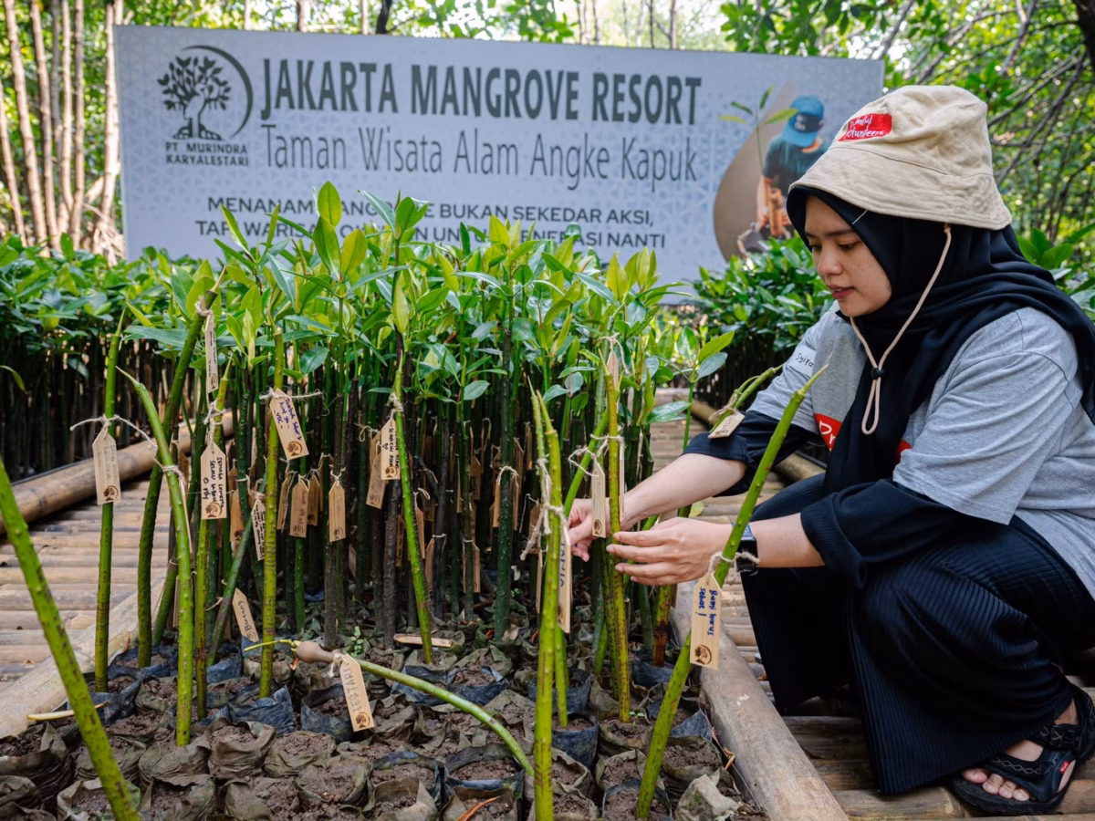 Mangrove menjadi salah satu ekosistem penting yang dapat membantu memperkuat ketahanan pesisir.