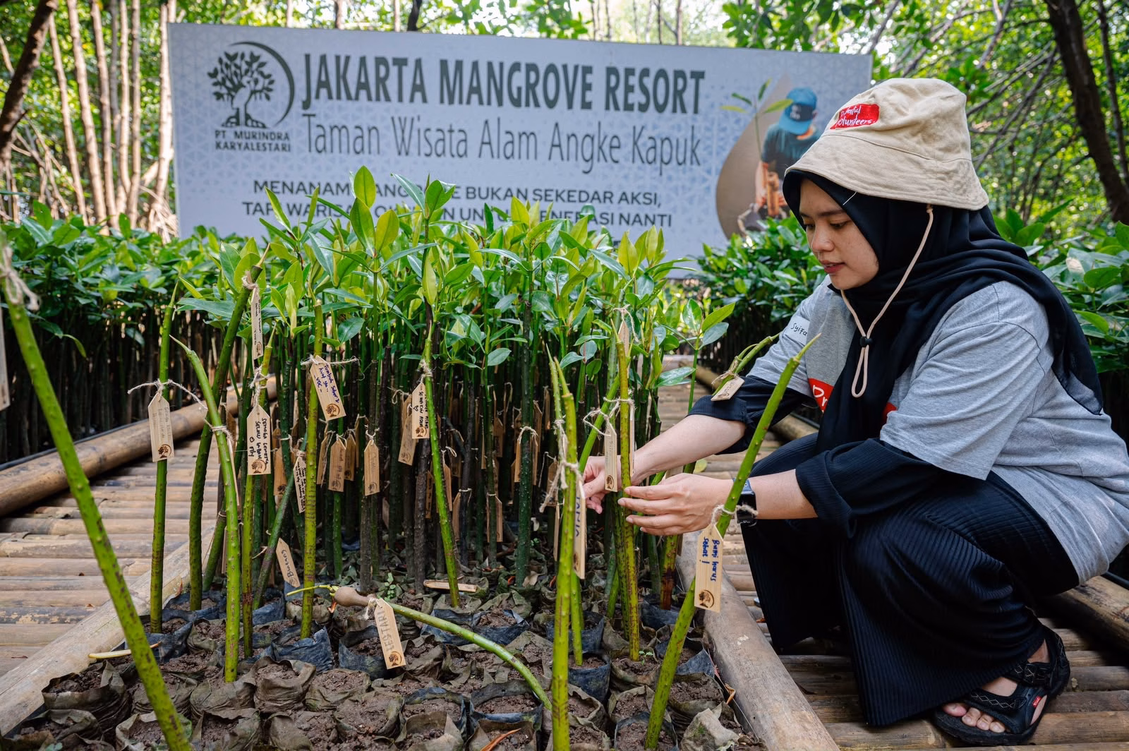 Mangrove menjadi salah satu ekosistem penting yang dapat membantu memperkuat ketahanan pesisir.