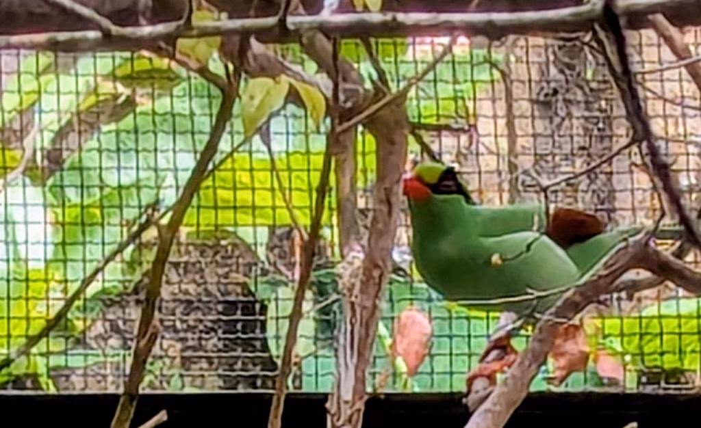 Burung ekek geling jawa (Cissa thalassina) atau Javan Green Magpie jadi ikon Silent Forest Campaign yang diangkat European Association for Zoos and Aquaria (EASA) sejak 2017 lalu. Upaya penangkaran di luar habitat aslinya berhasil menambah jumlah individu, satu langkah positif menuju pelepasliarannya.