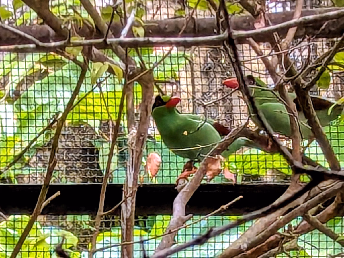 Seekor ekek geling jawa (Cissa thalassina) nampak di dalam kandang penangkaran burung Taman Safari Indonesia, Bogor, Jawa Barat, Sabtu, 22 Agustus 2026. Burung yang jadi ikon Silent Forest Campaign oleh European Association for Zoos and Aquaria (EASA) ini sudah jarang ditemui di belantara Pulau Jawa yang jadi habitat aslinya. (Adi Marsiela)