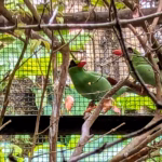 Seekor ekek geling jawa (Cissa thalassina) nampak di dalam kandang penangkaran burung Taman Safari Indonesia, Bogor, Jawa Barat, Sabtu, 22 Agustus 2026. Burung yang jadi ikon Silent Forest Campaign oleh European Association for Zoos and Aquaria (EASA) ini sudah jarang ditemui di belantara Pulau Jawa yang jadi habitat aslinya. (Adi Marsiela)