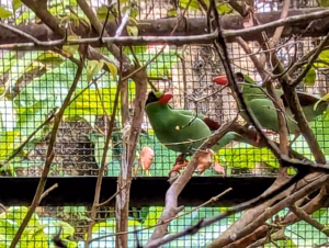 Seekor ekek geling jawa (Cissa thalassina) nampak di dalam kandang penangkaran burung Taman Safari Indonesia, Bogor, Jawa Barat, Sabtu, 22 Agustus 2026. Burung yang jadi ikon Silent Forest Campaign oleh European Association for Zoos and Aquaria (EASA) ini sudah jarang ditemui di belantara Pulau Jawa yang jadi habitat aslinya. (Adi Marsiela)