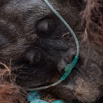 Bagi orangutan yang mengandalkan kepekaan insting dan kelancaran sirkulasi udara di hutan tropis, asap pekat adalah teror yang mematikan.