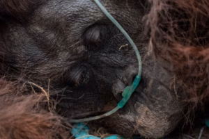 Bagi orangutan yang mengandalkan kepekaan insting dan kelancaran sirkulasi udara di hutan tropis, asap pekat adalah teror yang mematikan.