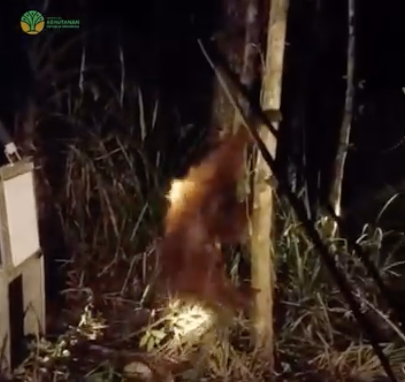 Dikepung Api dan Asap, Tiga Orangutan Kalimantan Terpaksa Turun ke Pemukiman