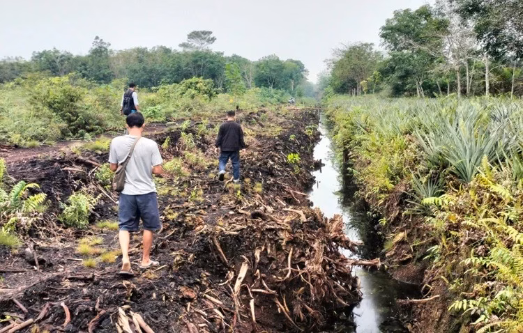 Ikhtiar membuat gambut di Kalimantan Barat kembali basah, hijau, dan terbebas dari kepungan asap kebakaran hutan dan lahan.