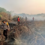 Hingga penghujung Agustus, laju api telah melahap tak kurang dari 15 hektare lahan gambut di Desa Medan Mas, Kubu Raya, Kalimantan Barat.