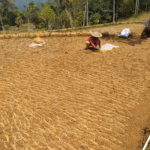 Retakan di Sawah Banten Kidul, Kekeringan Menyerang Pangan Masyarakat Adat
